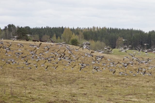 Põllumaadel ristuvad sageli maaharija ja rändlindude huvid. Kevadrändel hanesid pildistas Aimar Rakko_