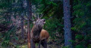 Veel saab esitada hirve vaatluse andmeid