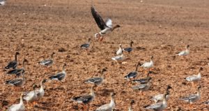 Põlde rüüstavad haned ei karda inimest ega pauku