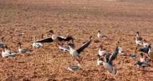 Põllumehed ja teadlased kutsuvad hanesid seirama