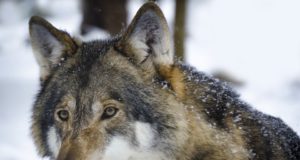 Jahimehed on hundi küttimismahu peaaegu täitnud