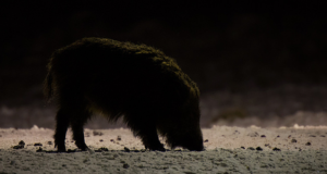 Keskkonnaamet kinnitas metssigade küttimismahud ja küttimistingimused