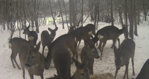 Kui inimene teeb loomi aidates kurja