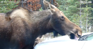 VIDEO! Kanada põdrad leidsid huvitava soolaku
