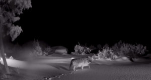 Šaakalid saavad talvel rohkem liikuda