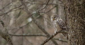 Lindude pesitsusperioodiks peavad olema metsatööd tehtud