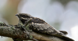 Jahimehed saavad anda oma panuse aastalinnu vaatlusesse