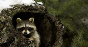 Tõnis Korts: võõrliikidest on pesukaru jõudnud Eestile juba üsna lähedale