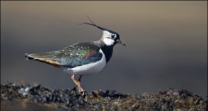 Anna teada saabuvatest rändlindudest