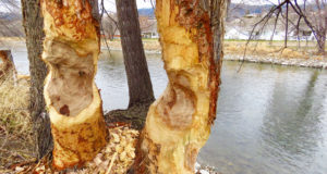 Koprad mürgeldasid Põlva kesklinnas