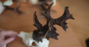 Pärnus hinnati rohkelt šaakali koljusid ning mõõdeti hooaja suurim sokusarv (18.03 lisatud tabel)