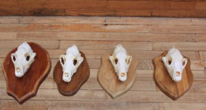 Šaakalid on kohal, varsti võib oodata pesukaru