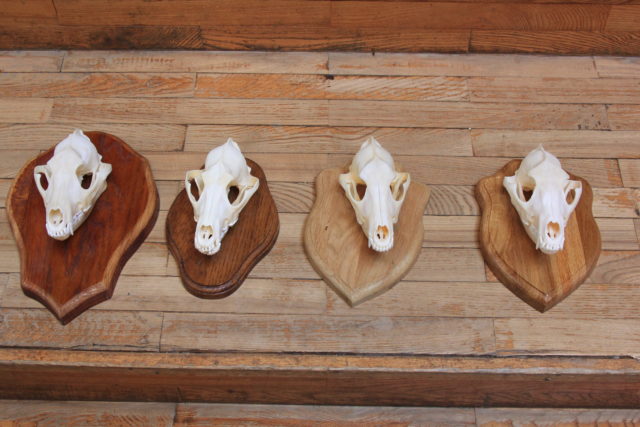 IMG_2188 kuldsed saakalid