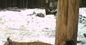 Stressis ilvesed ei sigi vajalikul määral