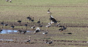 Itaalia jahituristide rikkumiste register täienes