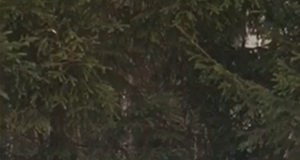 VIDEO! Tartumaal nähti ilveseid toimetamas