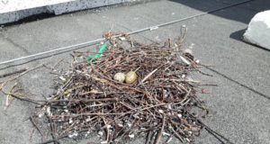 Linnalindude ja –loomadega aitab konflikte vältida õigeaegne ennetustegevus