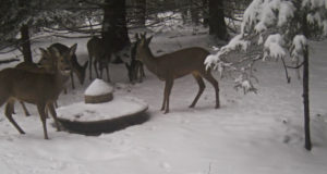 PILTUUDIS: Metskitsed toidupoolist otsimas