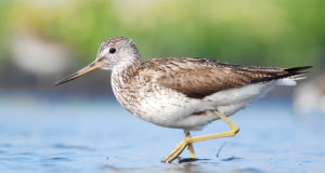 Eesti linnurikkaim linn sel kevadel on Haapsalu