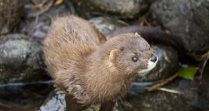 Kas liiki saab kaitsta?