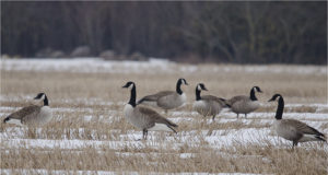Ökoloog heidutusjahi põhjustest: põllud on liiga suured ja liiga vähe liigendatud