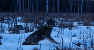 Pärnumaal jõest päästetud hunt on jõudnud Lääne-Virumaale