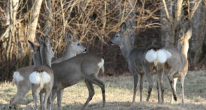 Tallinnas elab erakordselt palju metsloomi