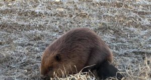 Väike-Maarjas eksles kobras