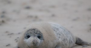 Hallhüljestel on poegimisaeg