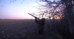 Viljapõlde rüüstavate lindude peletamiseks alustati heidutusjahti