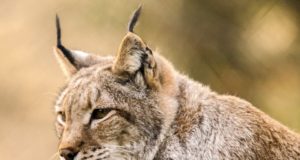 Noor ilves eksleb endiselt Tallinnas