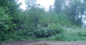 Möödunud jahihooajal kütiti rekordarv šaakaleid