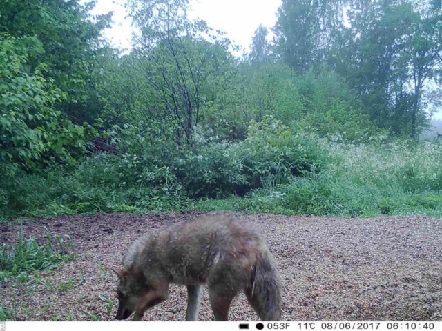 saakal pärnu veiko laev2