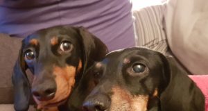 Tõstamaal on taksid kaduma läinud