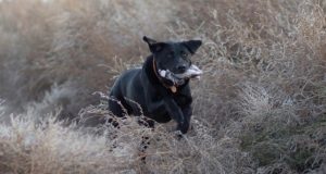 Lemmikloomi tuleks vaktsineerida ja märgistada!