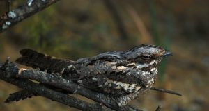 Algas aasta linnu öösorri vaatluste kogumine