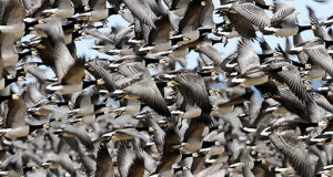 Miks ja kuidas linnud rändavad?