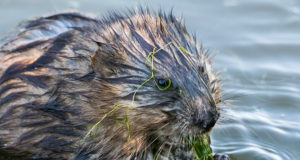 “Osoon” vaatles Tartus kobraste tegemisi