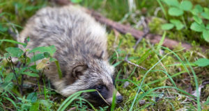 Järgmisel nädalal toimub metsloomade marutaudivastane vaktsineerimine