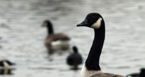 Varane kevad jätab linnud kauaks põldudele
