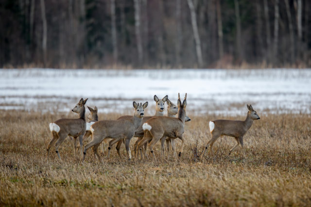 Aleksandr Kurnossov-2