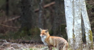 Põlva- ja Võrumaal toimub marutaudivastase vaktsiini külvamine