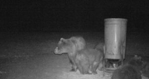 PRESSITEADE: Alanud on aktiivsem periood, kus metsloomad liiguvad poegadega