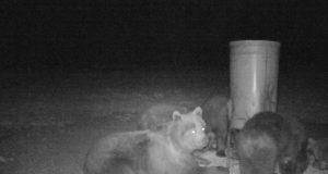 Vikerraadio uuris metsloomade ja inimeste vahelisi kohtumisi