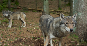 Kui suur on hundikarja territoorium ja millest sõltub?