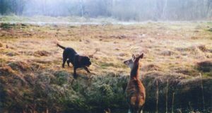 EJ 2/2019: Kuidas määrata õigesti lasu tabamist