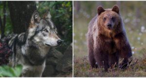 Keskkonnaagentuur analüüsis suurkiskjate vanuseid