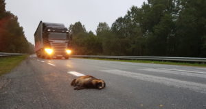 Transpordiamet tuletab meelde: metsloomal on alati peatee