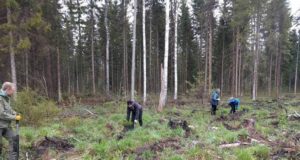 Aeg on metsa istutada!