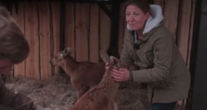 “Osoon” uuris kas igat metslooma tuleb aidata